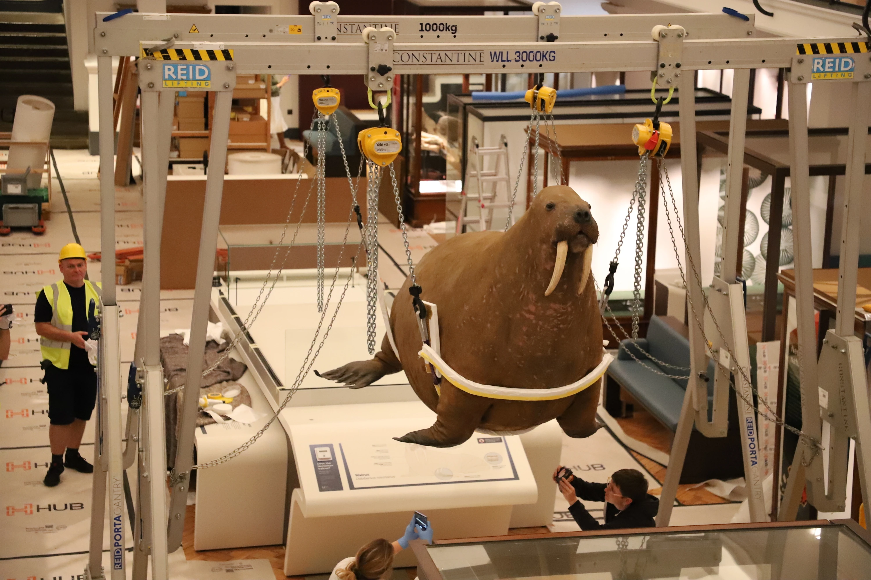 The Horniman Museum walrus returning to the Nature Gallery