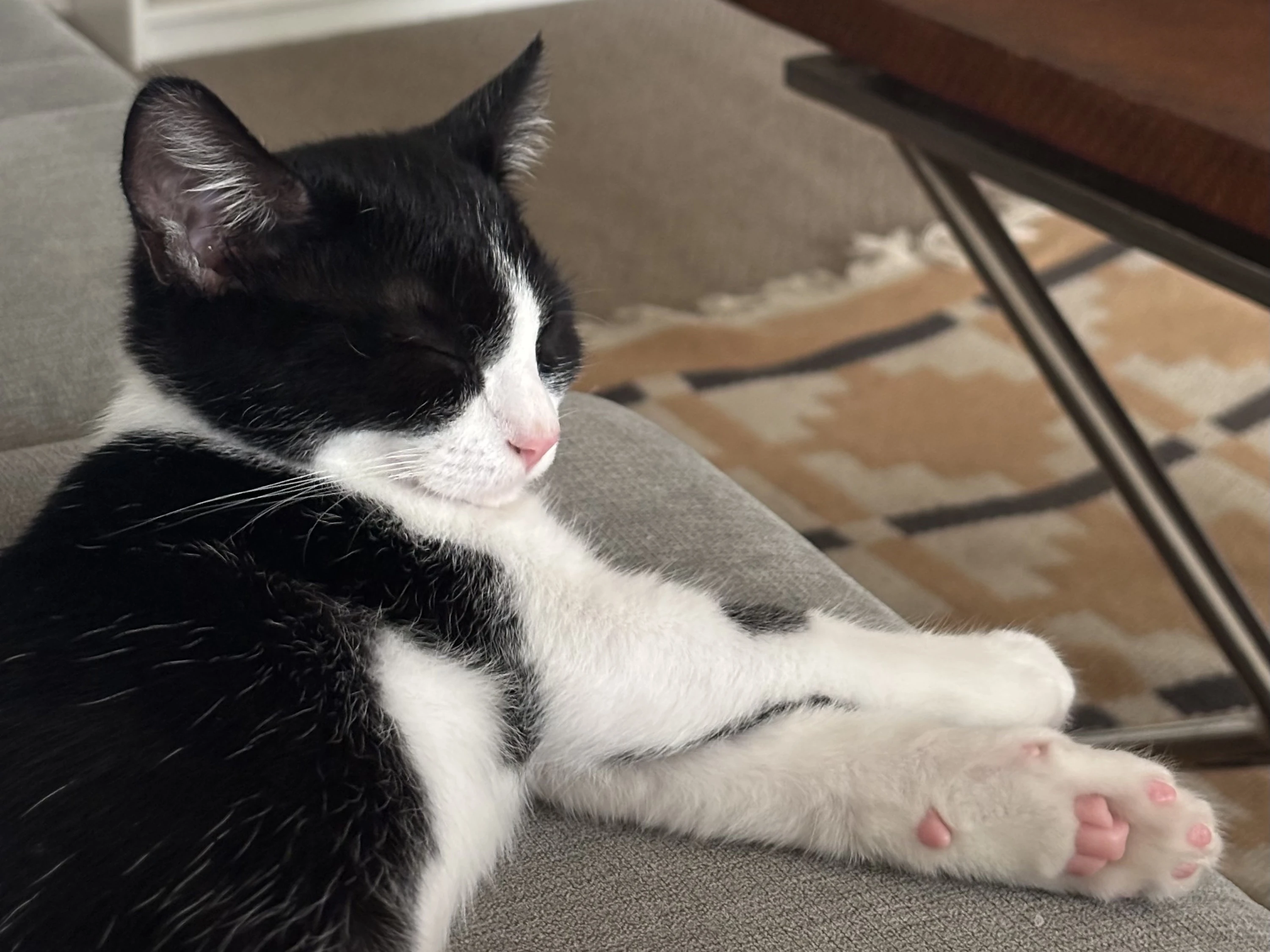 A black and white cat