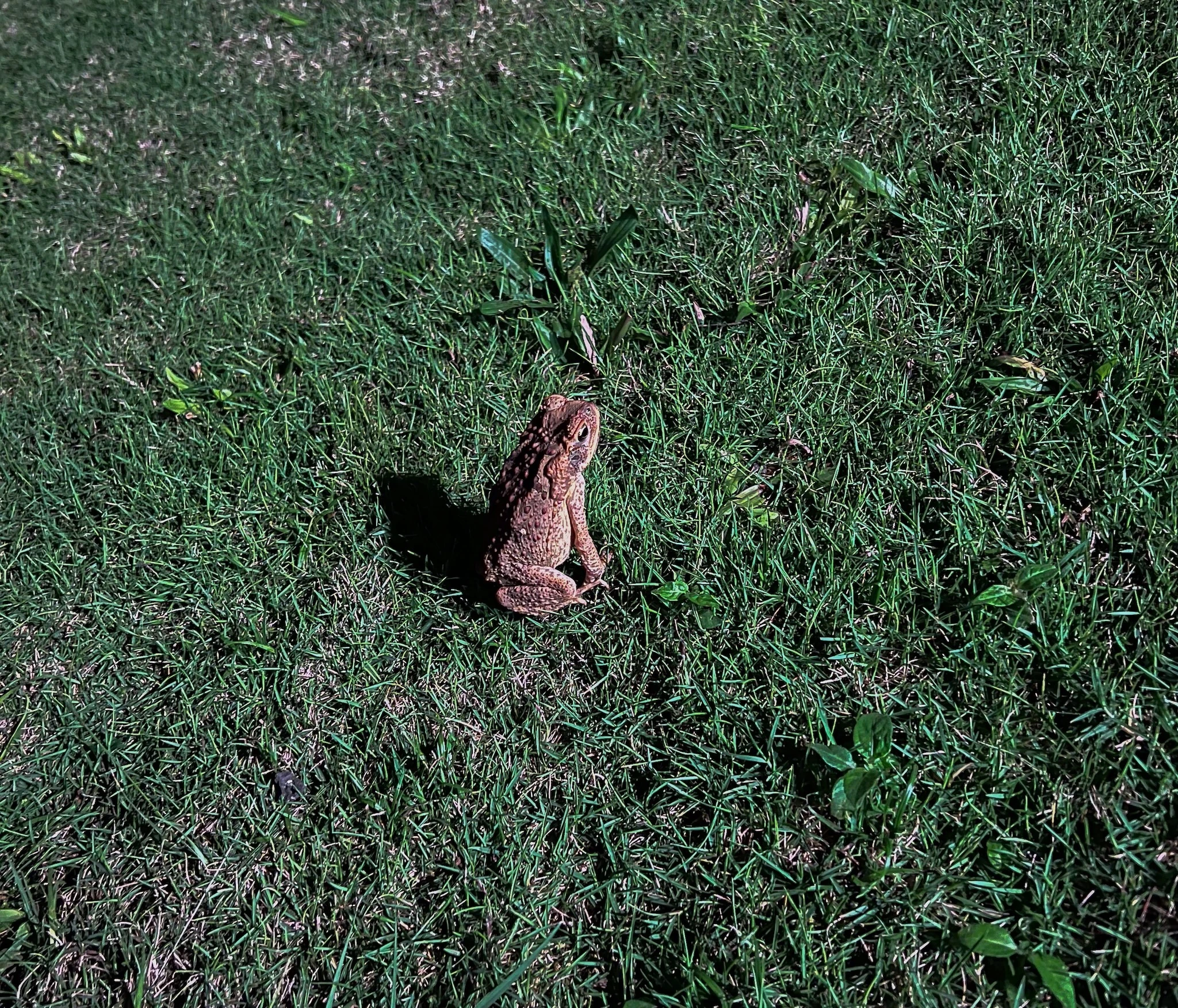 Frogs in Kauai