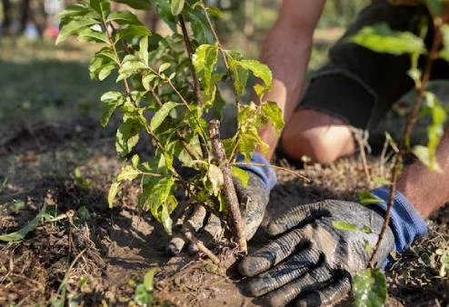 Plantada popular al Jard&iacute; Bot&agrave;nic