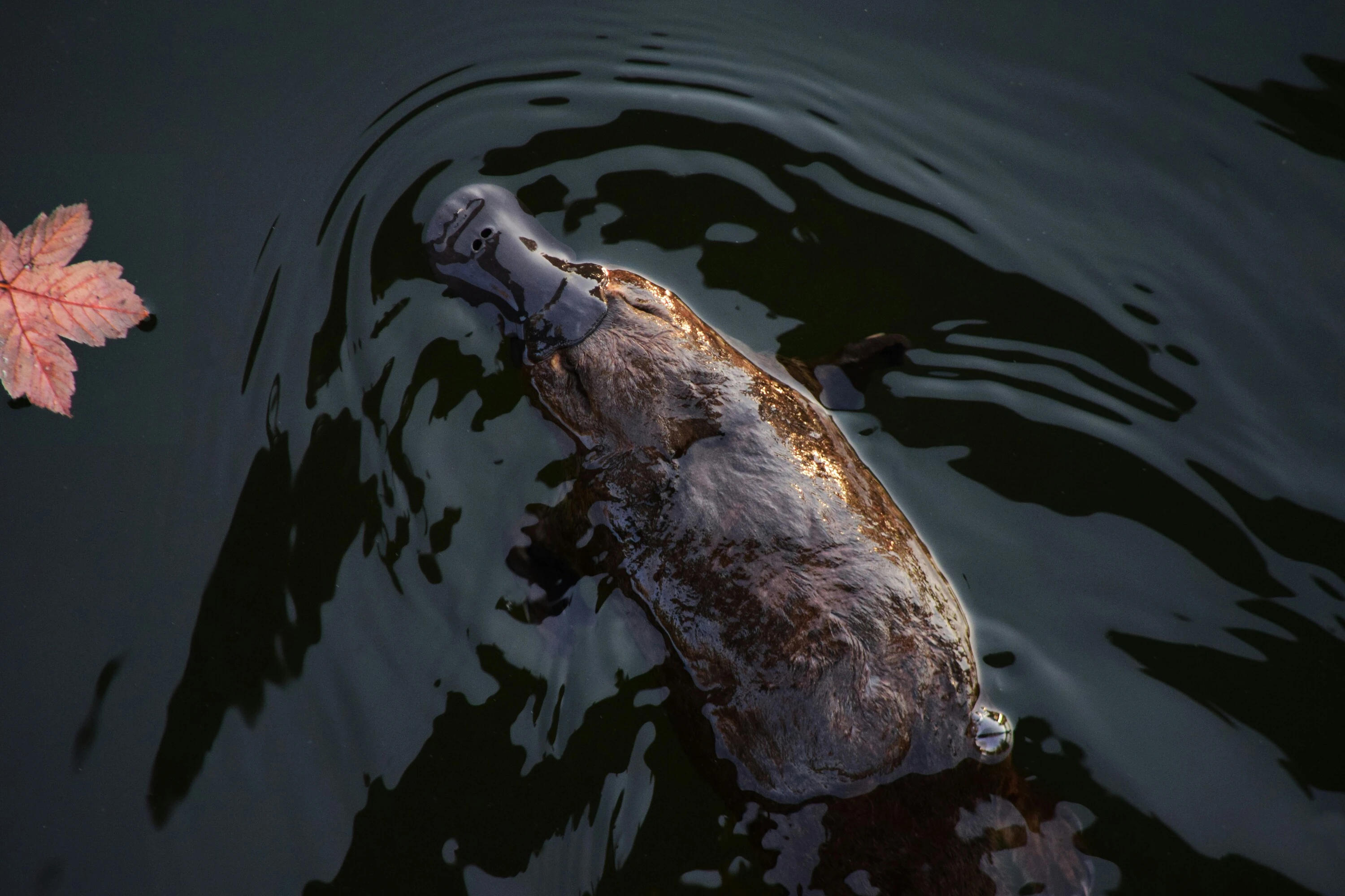 Platypus swimming in the wild