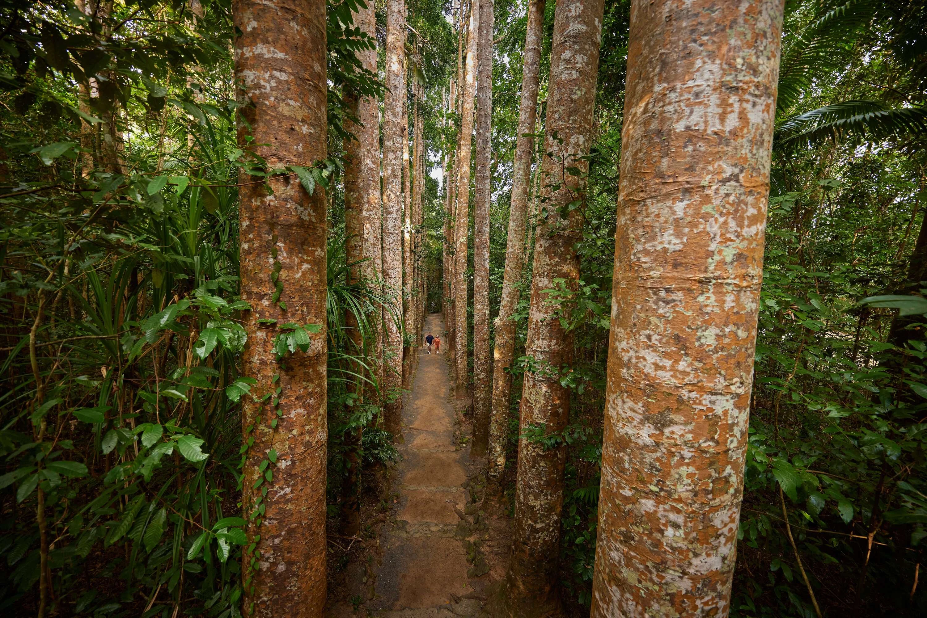 Karri forest
