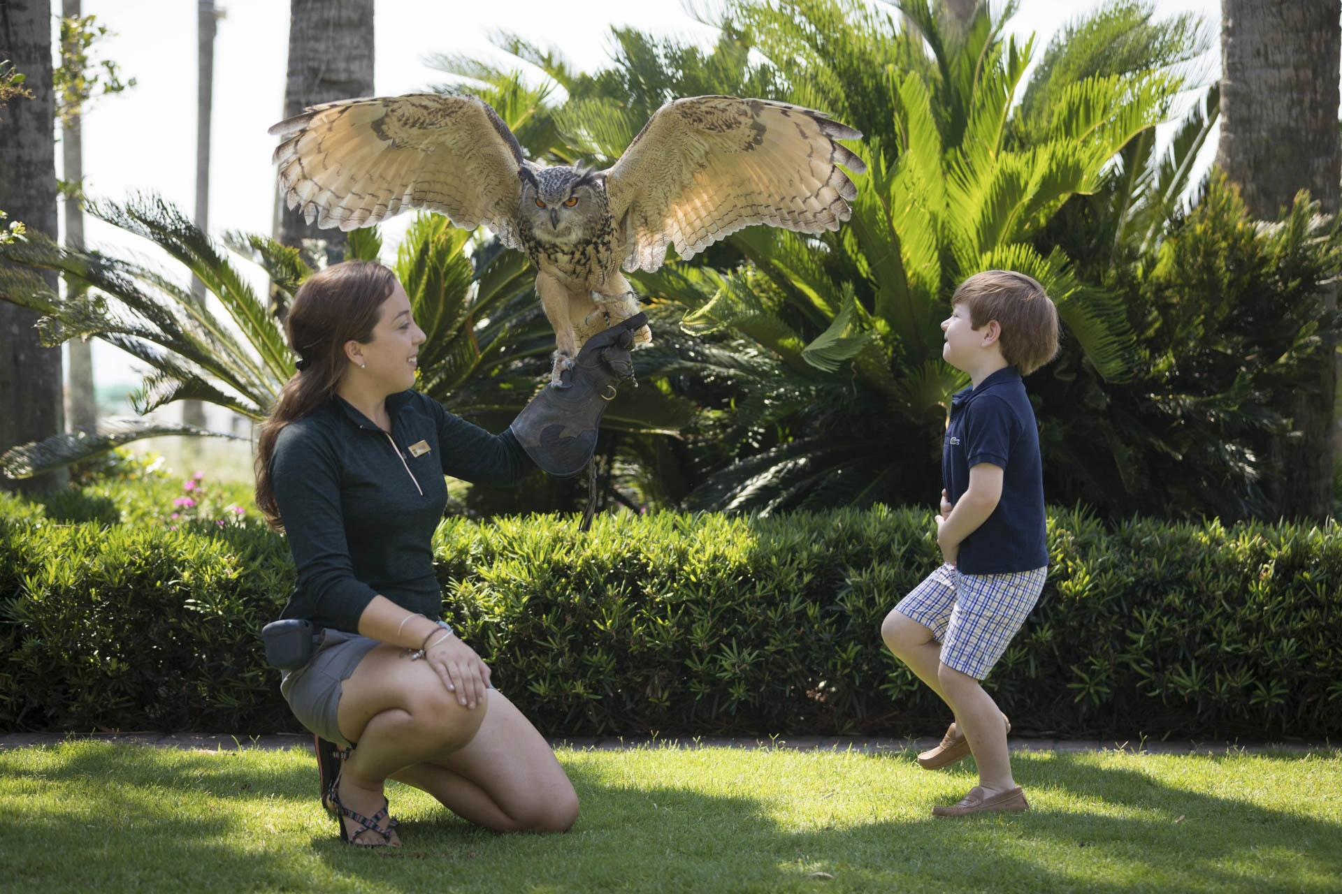 Falconry at Sea Island