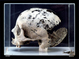 Hunterian Museum