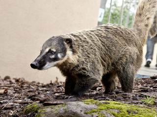 Coati