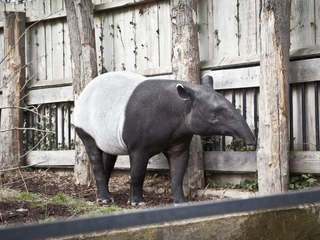 Tapir