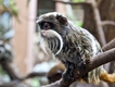 London Zoo