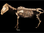 Quagga skeleton
