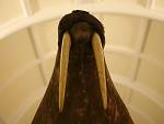 Horniman Museum
