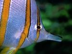 © The London Aquarium