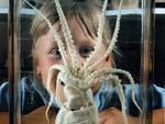Girl and octopus at the Grant Museum