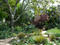 Bonnington Square Gardens