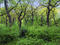 Queen’s Wood