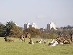 Richmond Park