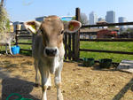 Surrey Docks Farm