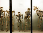 Horniman Museum
