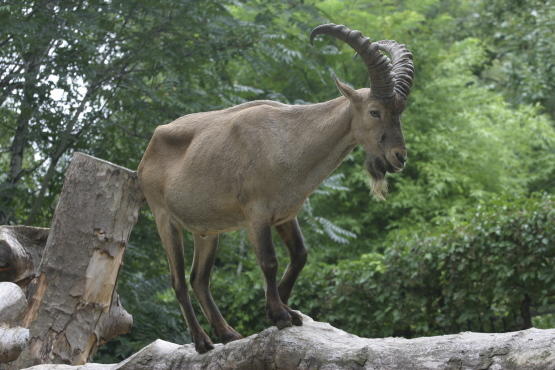 Ménagerie du Jardin des Plantes