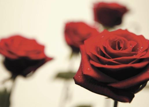 Roses