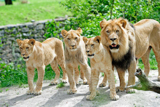 Pictured left to right: Nala (female), Shani (male), Adamma (female) and M'wasi (father)