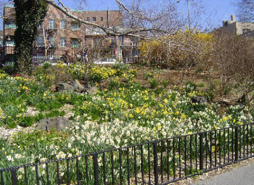 Narrows Botanical Garden Daffodils