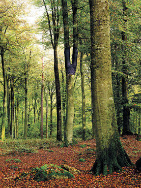 Peter Coffin, Untitled (Tree Pants, Fall)