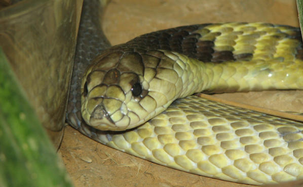 Not the Bronx Zoo Cobra, but one of a legion of celebrity lookalikes trying to cash in.