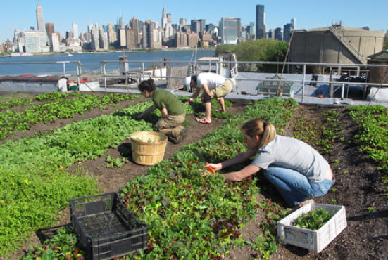 Become a farmer for a day at Eagle Street Rooftop Farm