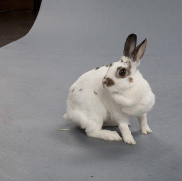 Adopt this rabbit!