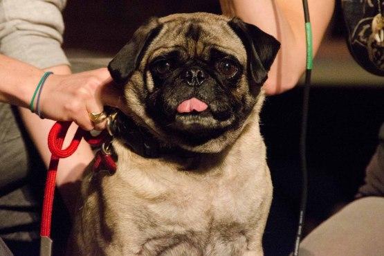 Brooklyn Mutt Show