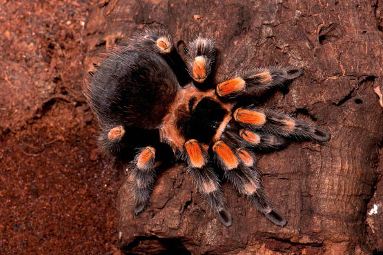 Spiders Alive