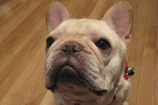 Ai - Alexander Interactive's very own Mayor Jack Reynolds selected as one NYC's cutest and best office dogs