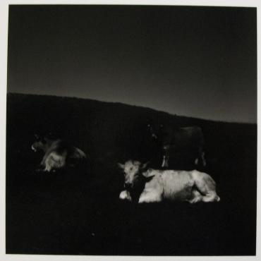 Exposition Chrystèle Lerisse à la galerie Baudouin-Lebon