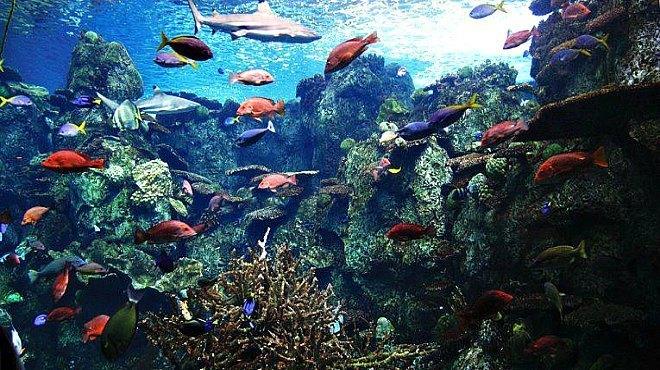 The Aquarium of the Pacific