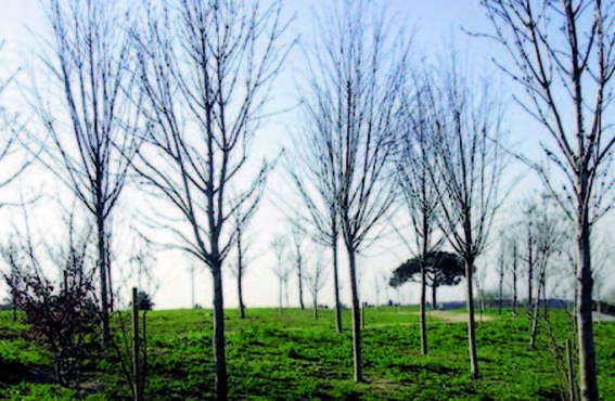 bosc.jpg