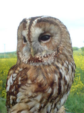 Tawny Owl
