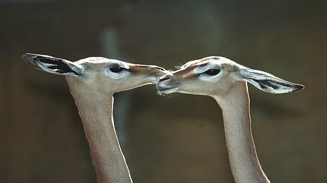 Los Angeles Zoo Gerenuks Kissing