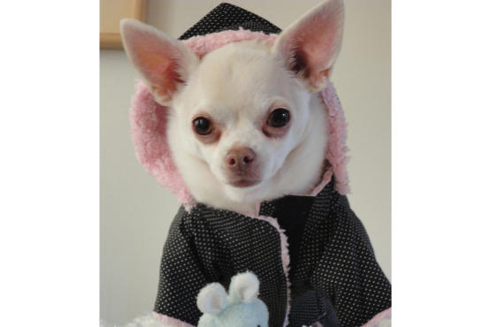 New York Pet Fashion Show