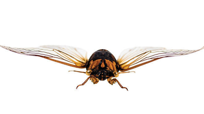 Cicada