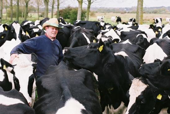 the moo man