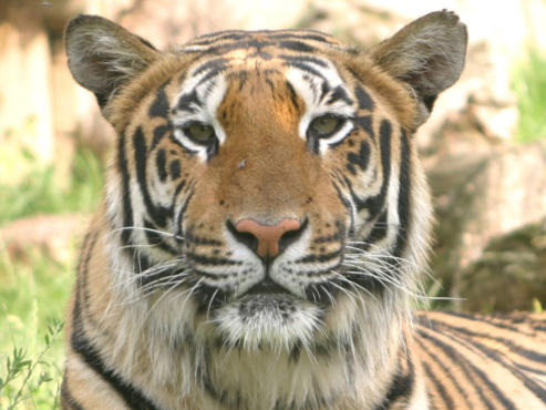 tocard_paradisewildlifepark_en107qa