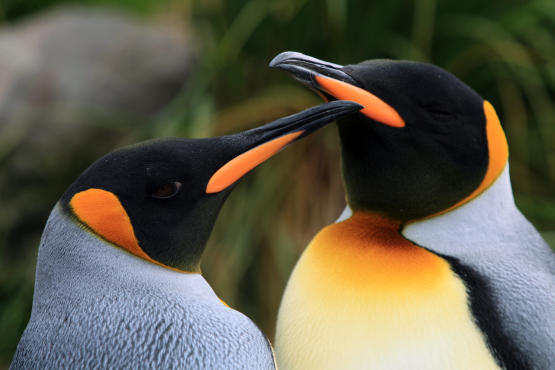 Penguins (IMAX)
