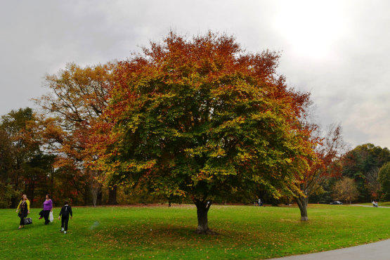 Prospect Park
