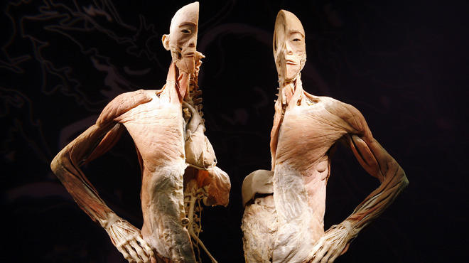 Bodies