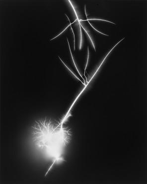 Hiroshi Sugimoto, Lightning Fields 130, 2009.
