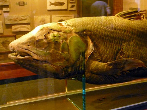 Harvard Museum of Natural History