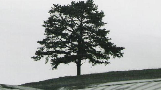 tree.jpg