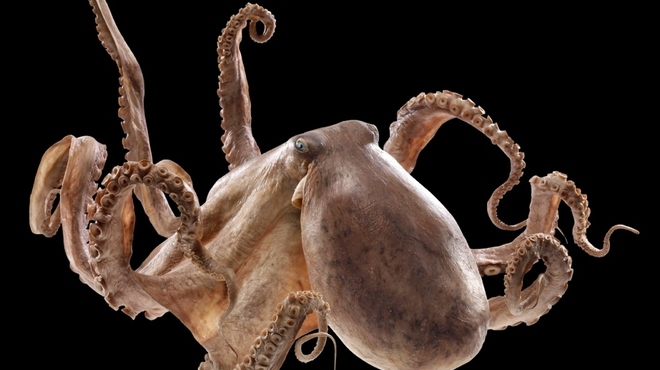 Animal Inside Out Octopus Copyright Gunther von Hagens_Institute for Plastination_Heidelberg_Germany_www.bodyworlds.com - LOW RES.jpg