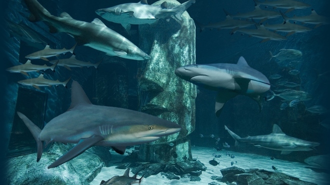 Shar Reef Encounter.jpg