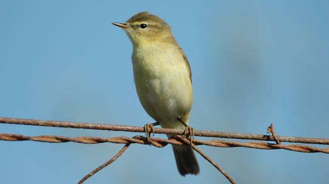 WillowWarbler_JamesLees.jpg