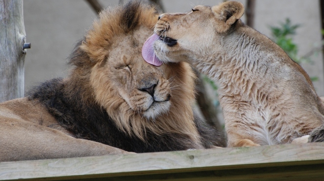 Abi kisses Lucifer - Asian Lions - ZSL.JPG